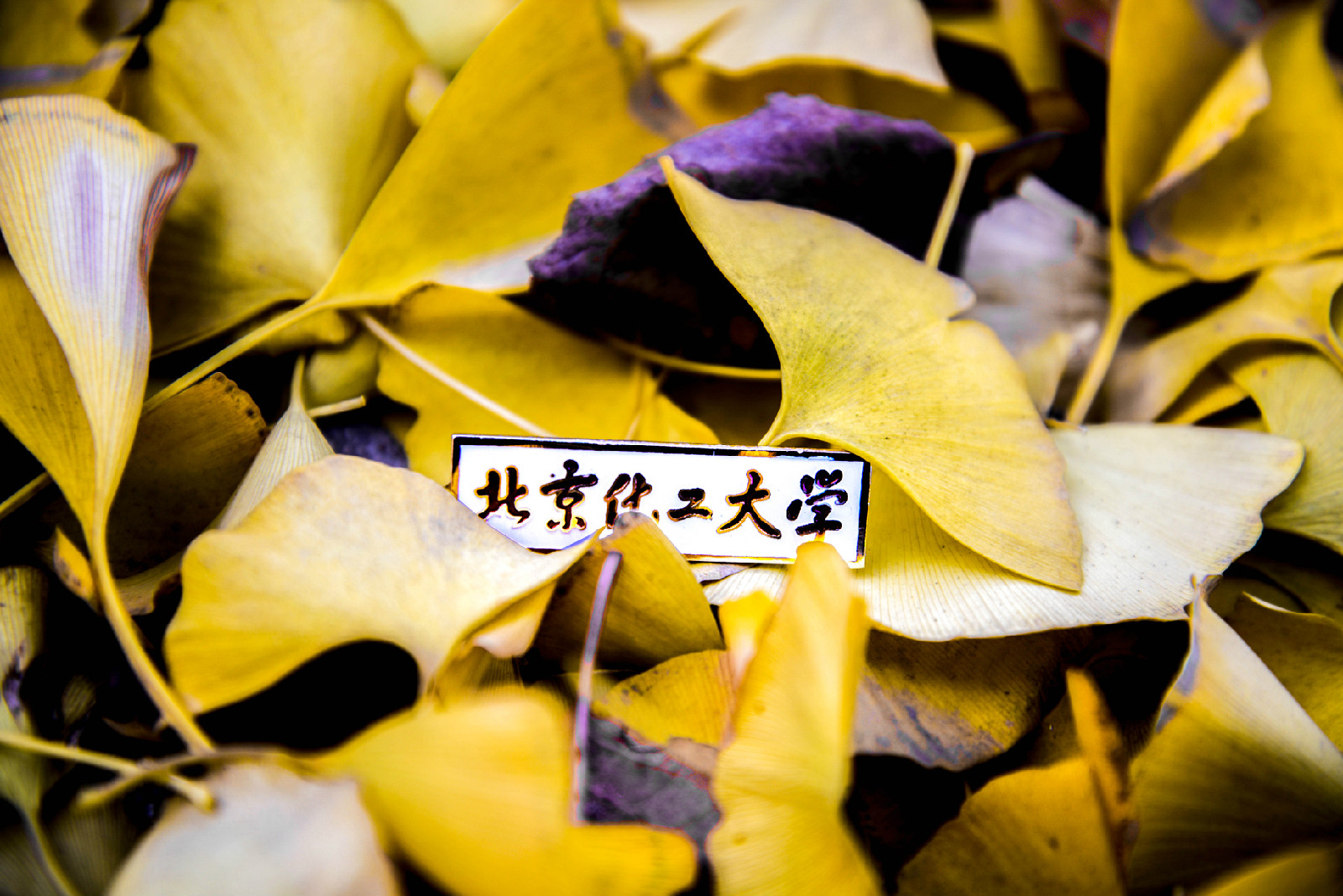 北京化工大学毕业证(北京化工大学毕业证要求)